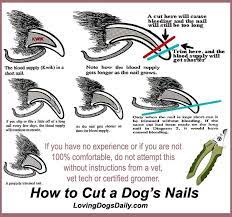 Your cut will be just past the quick at an angle away from the paw. Pin On All About Pets