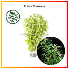 Image result for Rotala mexicana