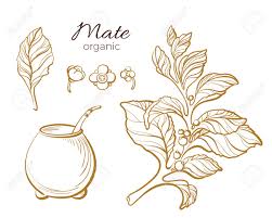 A clear & easy guide to drawing landscapes & nature. Vector Collection Of Mate Branch Realistic Nature Set Of Cup Leaf And Flowers Art Golden Line On White Background Botanical Floral Drawing Royalty Free Cliparts Vectors And Stock Illustration Image 93845243
