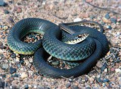 Blue Racer Snake Protected Location Sw Wisconsin In Open Dry Prairies Sandy Soil And Oak Savannas Length 36 72 Snake Amphibians Reptiles