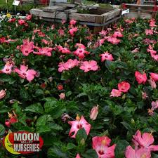 More often it is bushes and trees due to the thick uniform shape of the bush, the hibiscus syrian can be planted with a tapeworm in the center of the carpet flower garden, at the entrance to the house. Hibiscus Care Guide Tree Care Moon Valley Nurseries