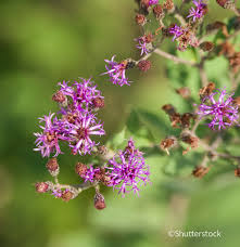Image result for Vernonia natalensis