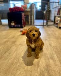 Maybe you would like to learn more about one of these? Australian Labradoodle Guide 2021 All You Need To Know We Love Doodles