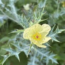 Image result for Argemone mexicana