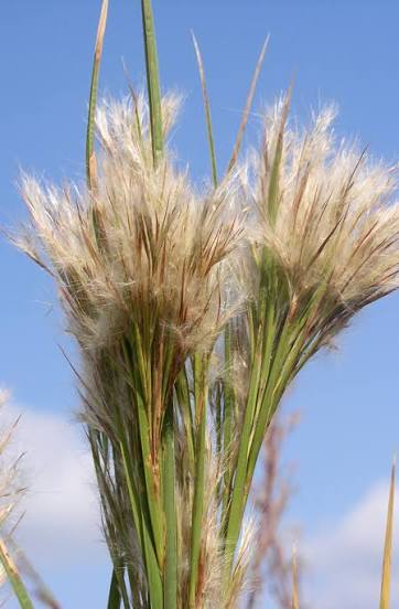 Bushy Bluestem Grass