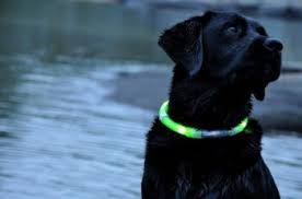 Light Up Dog Collars 4 Best Reviewed First Time Dog Mom