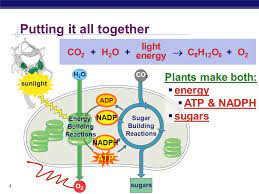 Photosynthesis The Calvin Cycle Life From Air Ppt Video Online Download