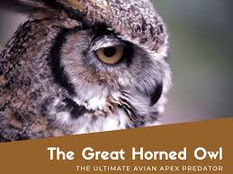 The little raptor lets out a descending whinny, capped off with a trill. The Great Horned Owl A Magnificent Avian Apex Predator Owlcation
