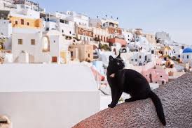 If you're adding a kitten or a newly adopted cat to your family, these articles will help you both get off on the right paw. Opa Greek Cat Names 55 Amazing Names For Your Cat