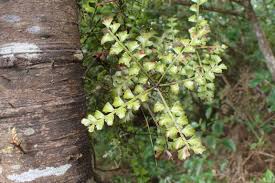 Image result for Phyllocladus trichomanoides