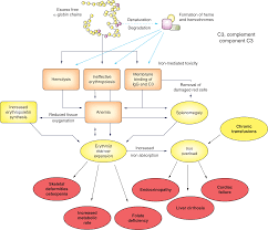 Specific Forms Of Anemia Section 3 Anemia