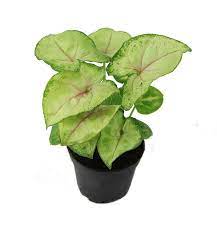 Zroslicha Berry Allusion Syngonium Zielony Parapet