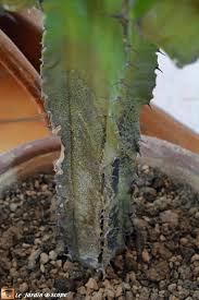 Pourtant, le cactus est plutôt bien situé puisqu'il est placé dans une pièce lumineuse sans être directement exposé au soleil derrière une fenêtre. Pourquoi Subitement Mon Euphorbe Candelabre Deperit Elle Le Jardinoscope Cote Pratique Les Bons Gestes A Faire Au Jardin