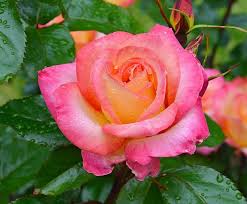 The old roses are great survivors, and are, unsurprisingly, extremely tough and hardy, particularly the gallicas, which will even grow in poor gravelly soil if required. How To Feed And Care For Roses