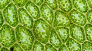 Plant cell through light microscope. Cells Cells To Systems Ks3 Biology Revision Bbc Bitesize