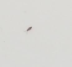 tiny gray bugs in bathroom sink homyracks