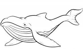 40+ whale coloring pages for adults for printing and coloring. Humpback Whale Coloring Pages Coloring Home