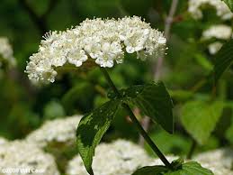 Maybe you would like to learn more about one of these? Downy Arrowwood Viburnum Rafinesquianum