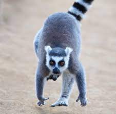 The Sprinter Ring Tailed Lemur Lemur Catta Lemur Creature Feature Mammals
