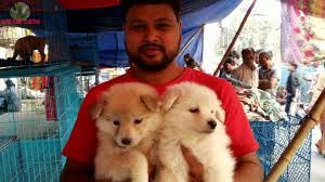 We let your pets do the shopping we offer endless belly rubs & a great inventory! Galiff Street Cheapest Pet Dog Market Kolkata India January 2018 Visit Cute Dog Puppy Youtube