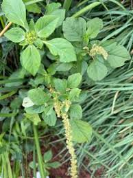 Image result for Amaranthus blitum