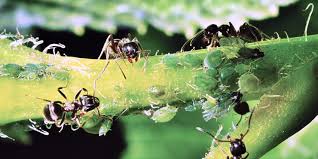 The imported fire ant is actually on the list of invasive pests identified by the us department of agriculture. Got Ants In Your Plants Here S What You Need To Know
