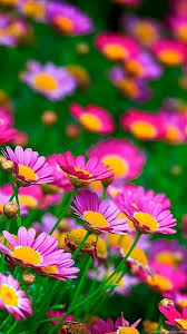 How to download the best desktop wallpapers for free? Wallpaper Download Posted By Ryan Johnson