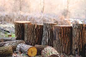 See more ideas about tree stump, stumps ideas, garden art. Repurpose Your Tree Stump After A Tree Removal Chipps Tree Care