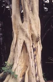 Image result for Ficus bubu