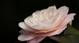 A New Journey Poetry Of Nature And Peace Camellia Flower Flowers Camellia
