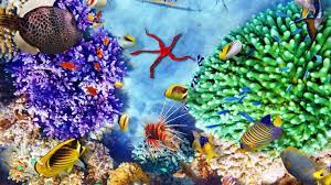This recognised the reef as being one of the most remarkable places on earth, as well as its global importance and its natural worth. Korallen Transplantation Im Great Barrier Reef Tierwelt