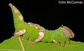caterpillar curios ohio birds and biodiversity ohio birds caterpillar photography workshops