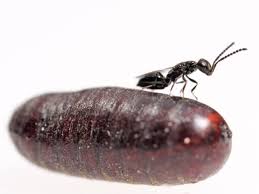 Maybe you would like to learn more about one of these? Spalangia Bugs For Bugs