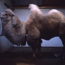 The after reading activities are basic dealing with vocabulary.(2 pages). Bactrian Camel London Zoo Regent S Park December 1967 Flashbak