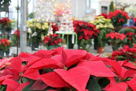 Poinsettia Pointers Poinsettia Flower Petals Colorful Leaves