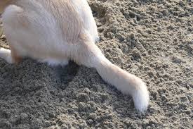 Hair loss in cats, or alopecia in cats, may have a few different causes. Injured Broken Dog Tail Common Symptoms Causes Treatments
