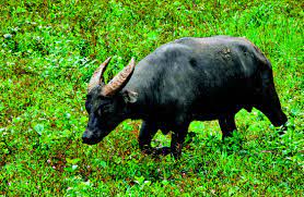 Extinct Animals Of The Philippines Animal Scene Magazine