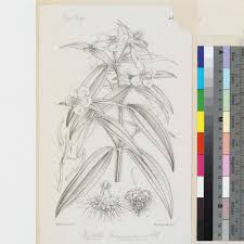 Image result for Dissotis irvingiana