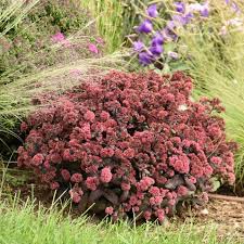 Image result for Sedum