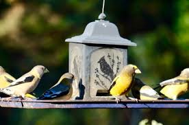 We love feeding the birds, but they drop seeds on our balcony and attract mice, rats, and squirrels. Fact Or Fiction Debunking Bird Feeding Myths Bird Buddy Blog