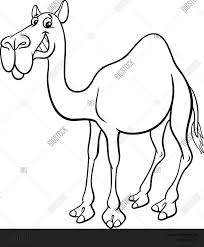 Download 229 camel cliparts for free. Black White Cartoon Vector Photo Free Trial Bigstock