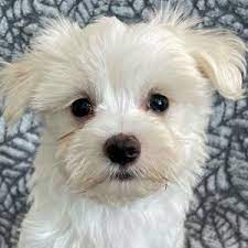 Maybe you would like to learn more about one of these? Maltese Puppies Heavenly Puppies