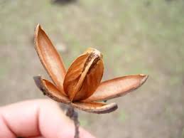 Image result for Cedrela