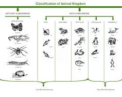 Classification Of Animal Kingdom Non Chordates And Chordates