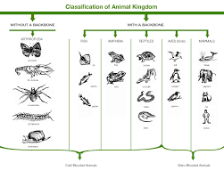 classification of animal kingdom non chordates and chordates