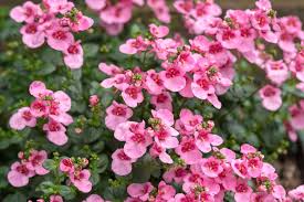 Image result for Diascia
