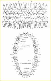 Diagram Of Human Teeth By Number Wiring Diagram General Helper