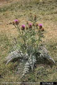 Image result for Cynara cardunculus
