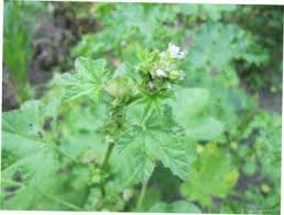 Image result for Malva verticillata