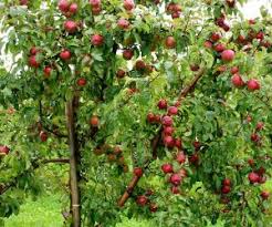 Zeytin ağacı nasıl dikilir, ne zaman dikilir, hangi ay zeytin dikimi için en uygundur, ağaç dikimi ne zaman yapılır, zeytin fidanı. Elma Ne Zaman Ekilir Ekilir Net